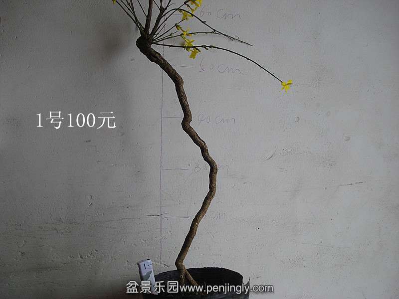 DSC07485_.jpg
