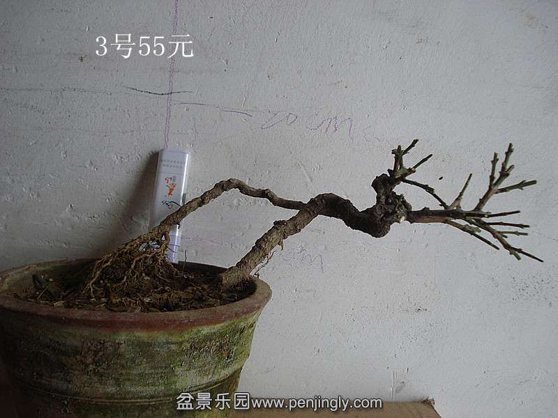 DSC07493_.jpg