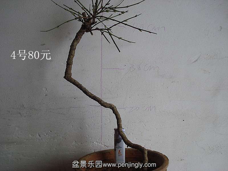 DSC07496_.jpg