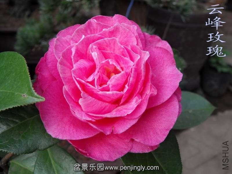 DSCF3225.jpg