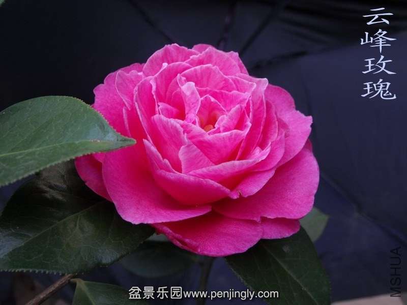 DSCF3226.jpg
