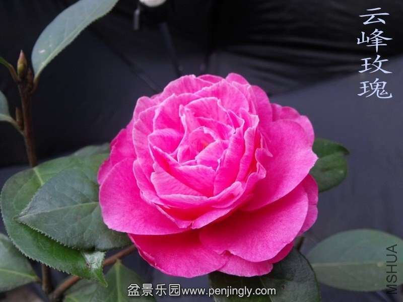 DSCF3229.jpg