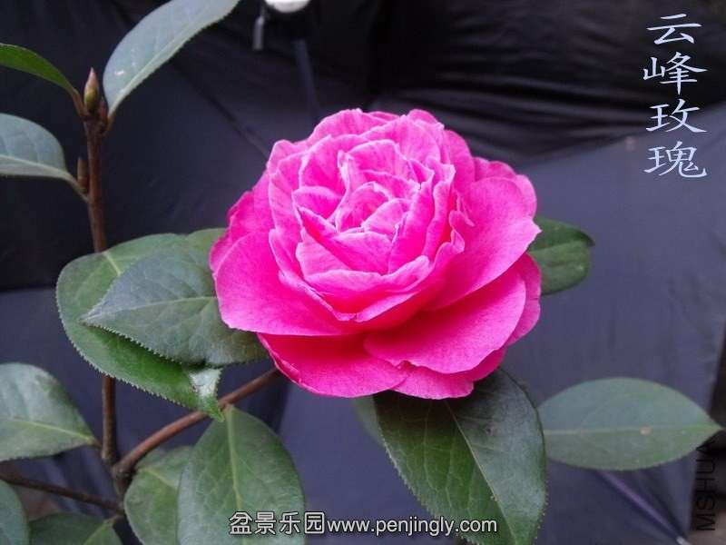 DSCF3230.jpg