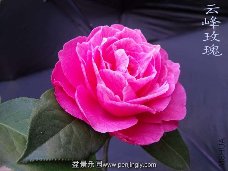 DSCF3232.jpg