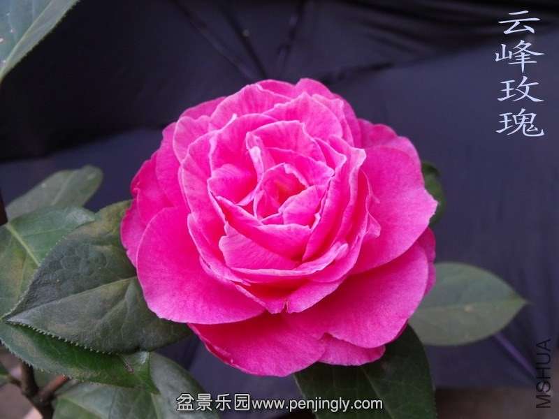 DSCF3233.jpg
