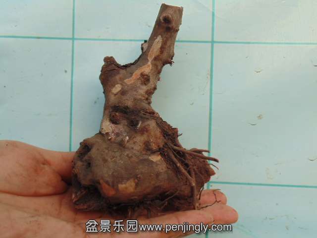 DSC02404.JPG