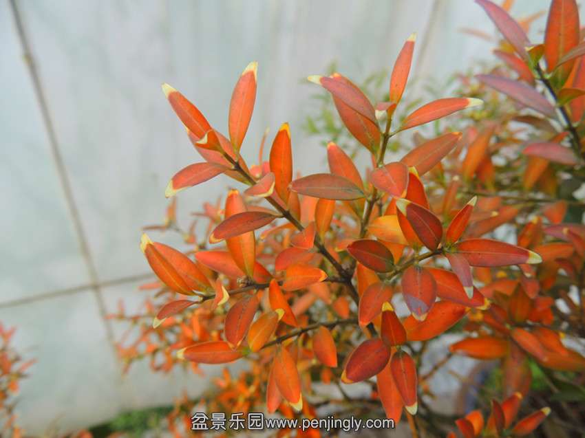 DSCN3966_.jpg