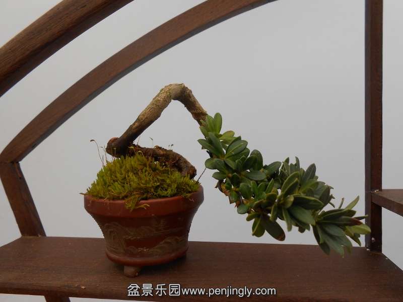 DSCN0708 (800x600).jpg