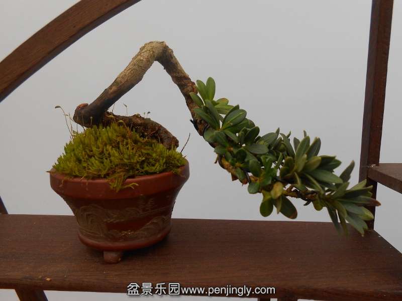 DSCN0709 (800x600).jpg