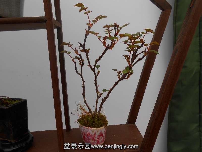 DSCN0711 (800x600).jpg