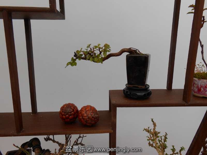 DSCN0712 (800x600).jpg