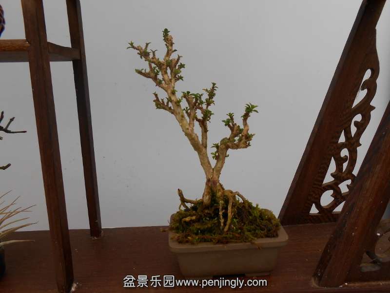 DSCN0714 (800x600).jpg