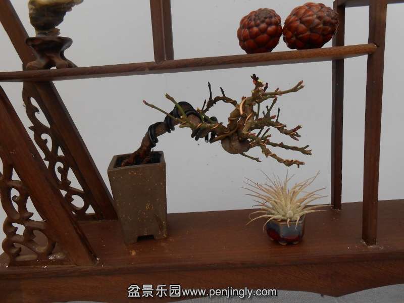 DSCN0715 (800x600).jpg