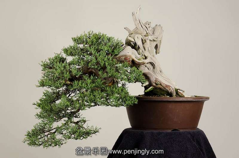 western-juniper-1-L.jpg