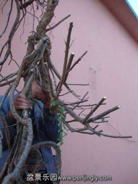 psb (3).jpg