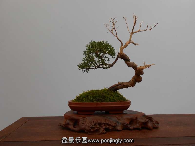 DSCN0735 (800x600).jpg