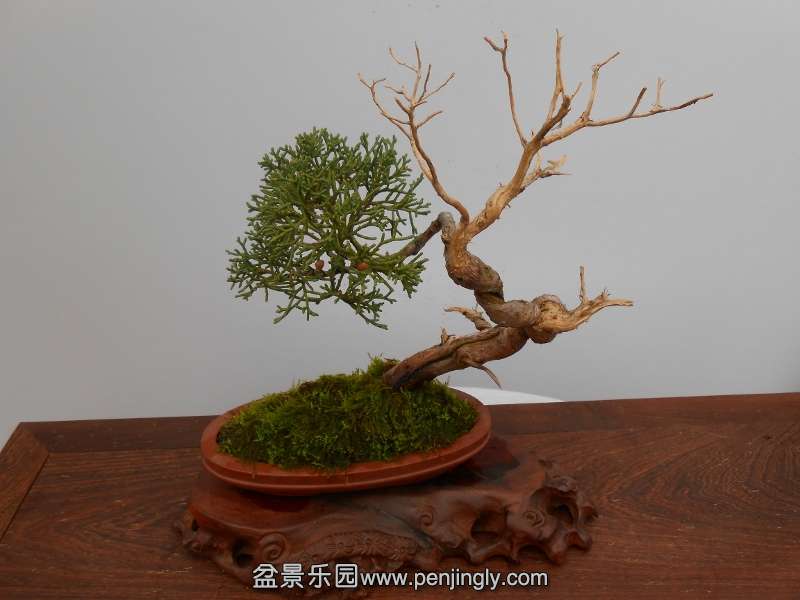 DSCN0737 (800x600).jpg