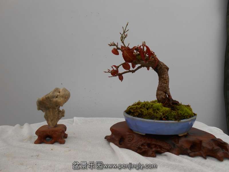 DSCN0763 (800x600).jpg