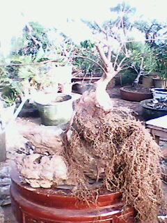 IMG0238A.jpg