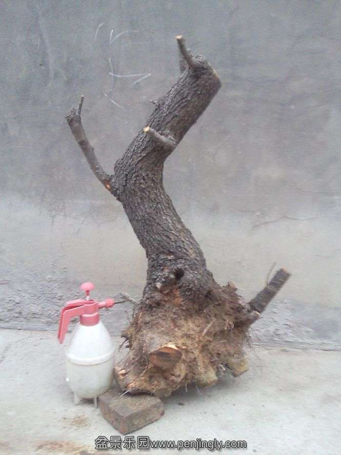 SNC03011.jpg