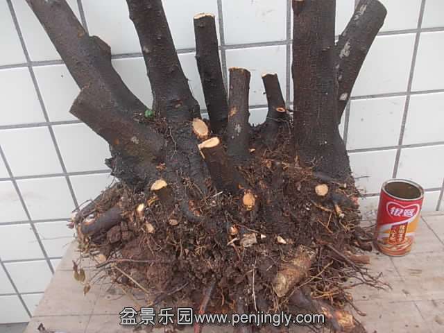 DSCN9001.JPG