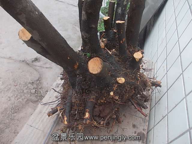 DSCN9004.JPG