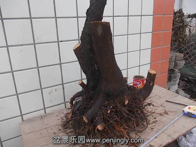 DSCN9007.JPG