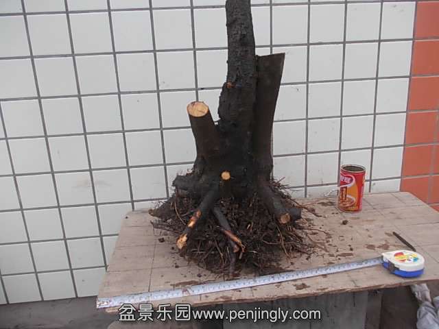 DSCN9008.JPG