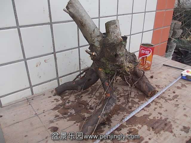 DSCN9011.JPG
