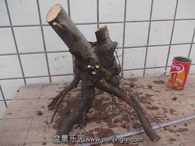 DSCN9012.JPG