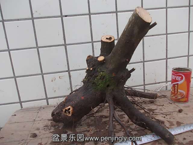 DSCN9013.JPG