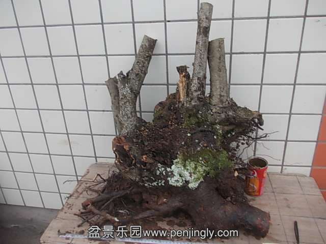 DSCN9018.JPG