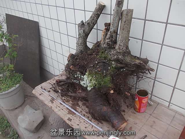 DSCN9020.JPG