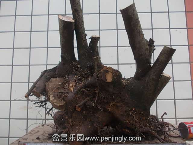 DSCN9021.JPG