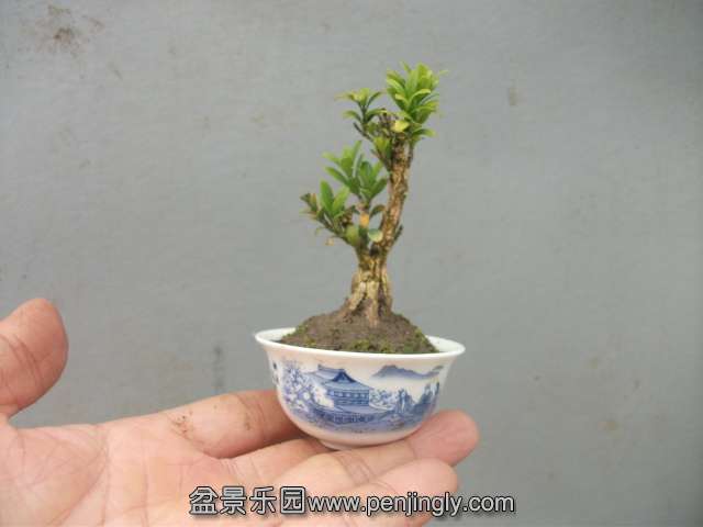 Ƭ 003.jpg