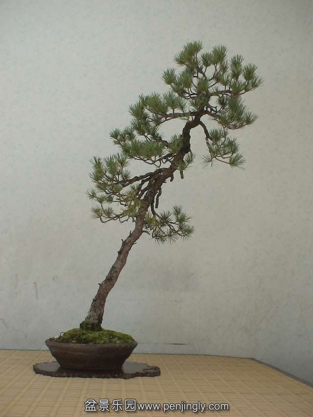 c0042153_8363398.jpg