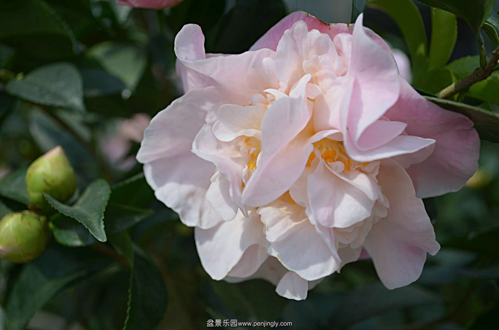 DSC_0239.JPG