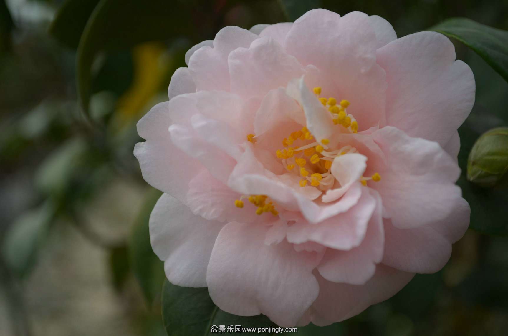 DSC_0254.JPG
