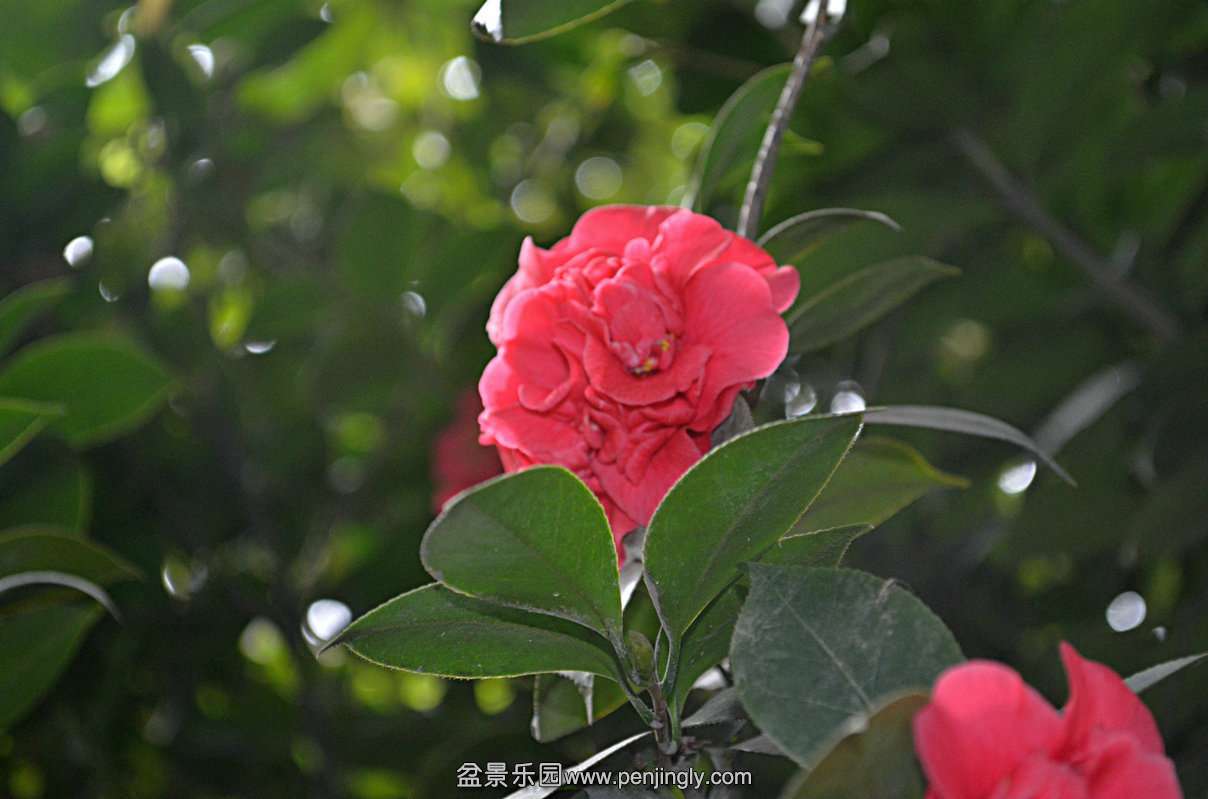 DSC_0012.JPG