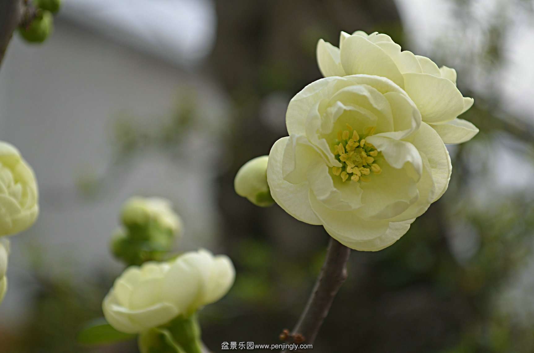DSC_0249.JPG