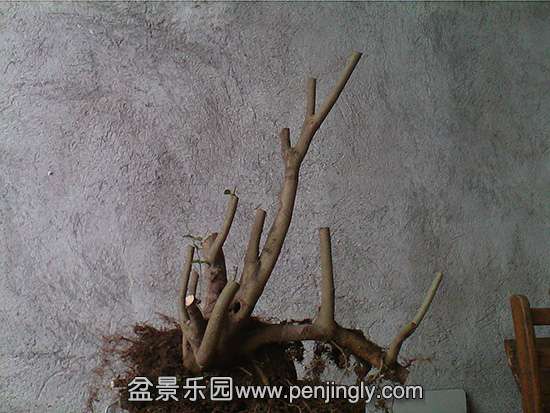 IMG_20140310_125522 .jpg