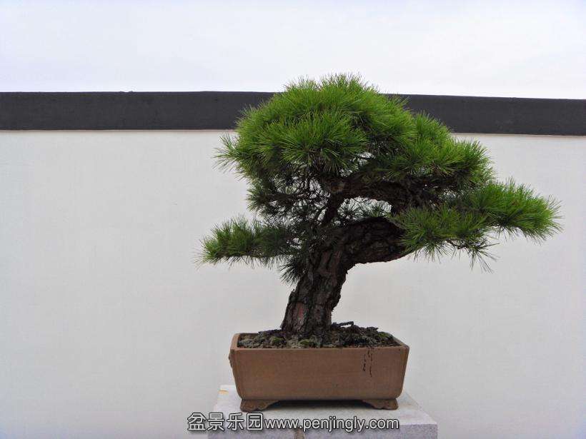 SDC12970.JPG