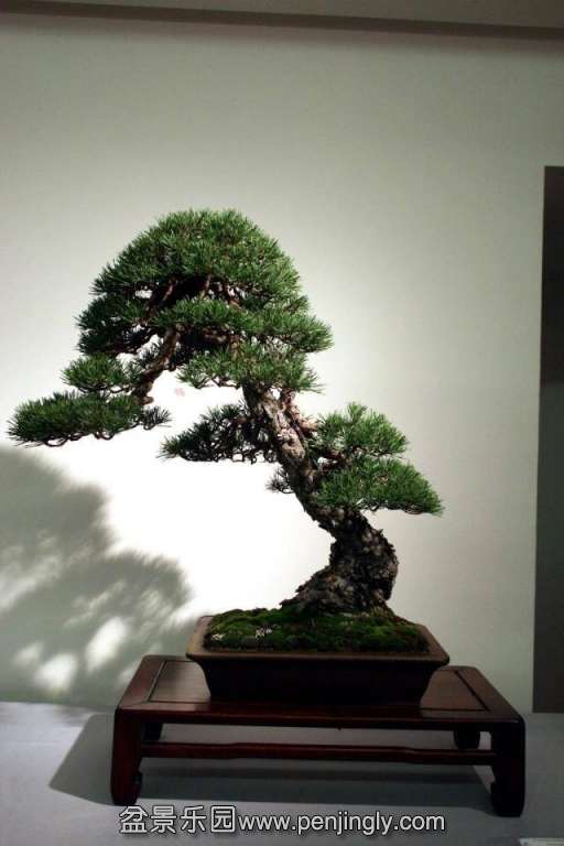 Niemeyer Bonsai Expo 2013 001.jpg