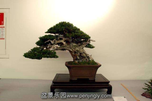 Niemeyer Bonsai Expo 2013 013.jpg