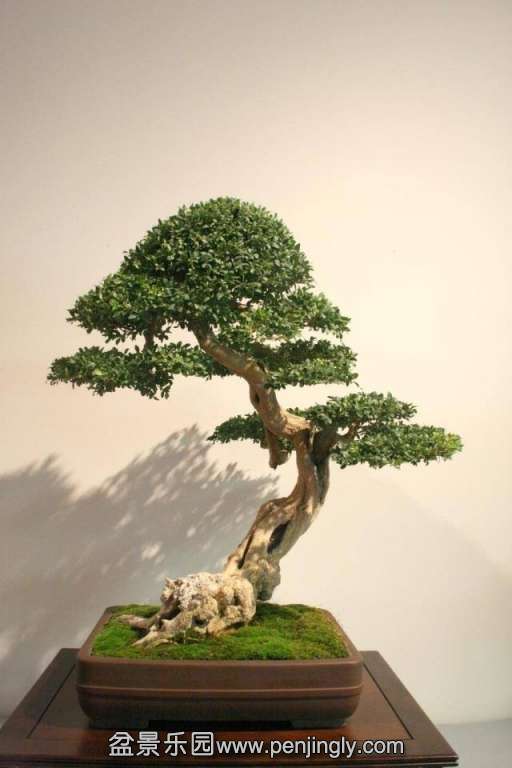 Niemeyer Bonsai Expo 2013 027.jpg