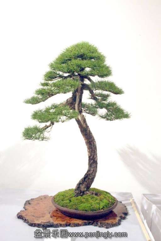 Niemeyer Bonsai Expo 2013 040.jpg