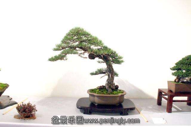 Niemeyer Bonsai Expo 2013 044.jpg