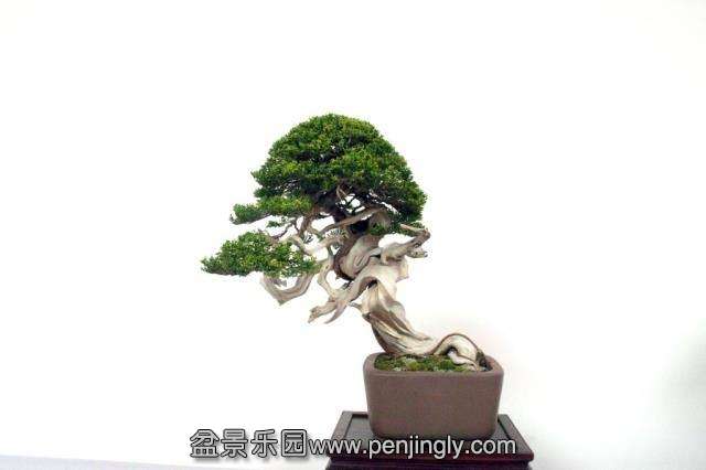Niemeyer Bonsai Expo 2013 065.jpg