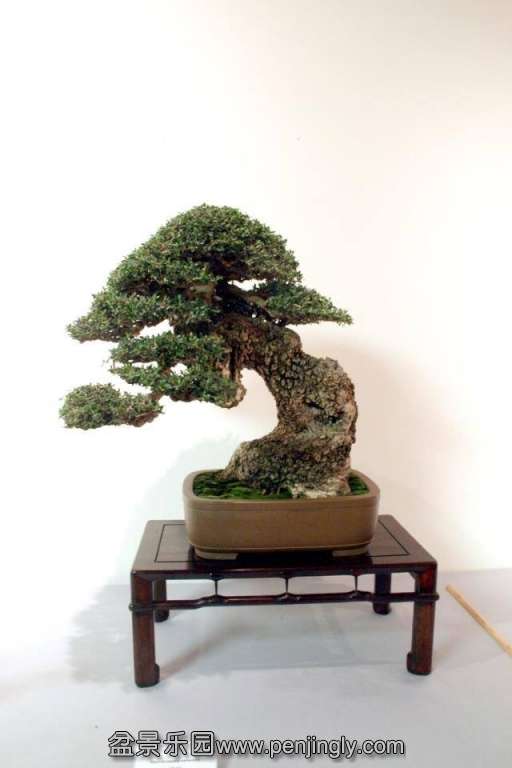 Niemeyer Bonsai Expo 2013 071.jpg