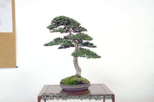 Niemeyer Bonsai Expo 2013 074.jpg